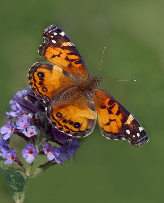 Painted Lady