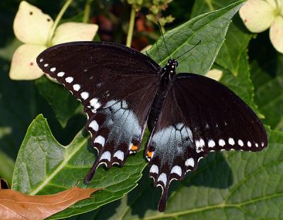 Spicebush Swallowtail