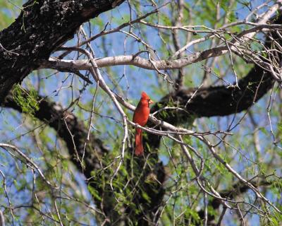 Cowboy Redbird...