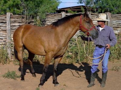 Jack-&-Bay-Colt