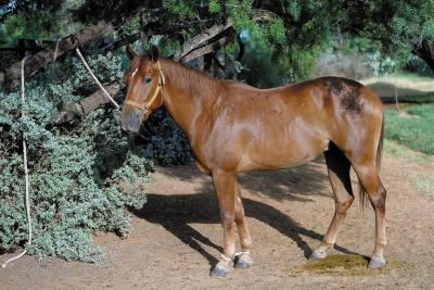 Lemon's-Sorrel-Colt-II