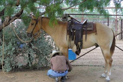 Tending-My-Horse