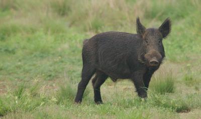 Wild Hog