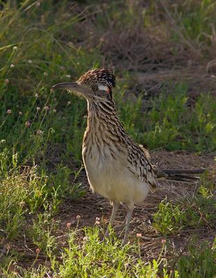 Roadrunner (Re)