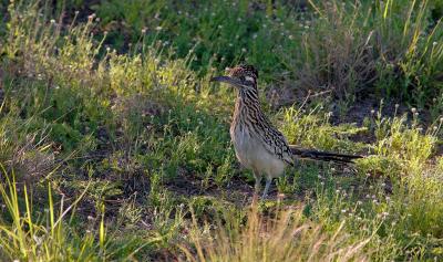 Roadrunner (II)