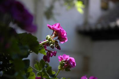 Mauve geranium