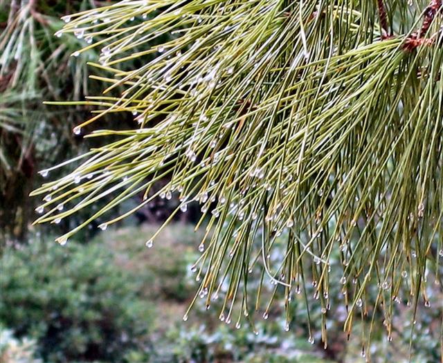 pine needles .JPG
