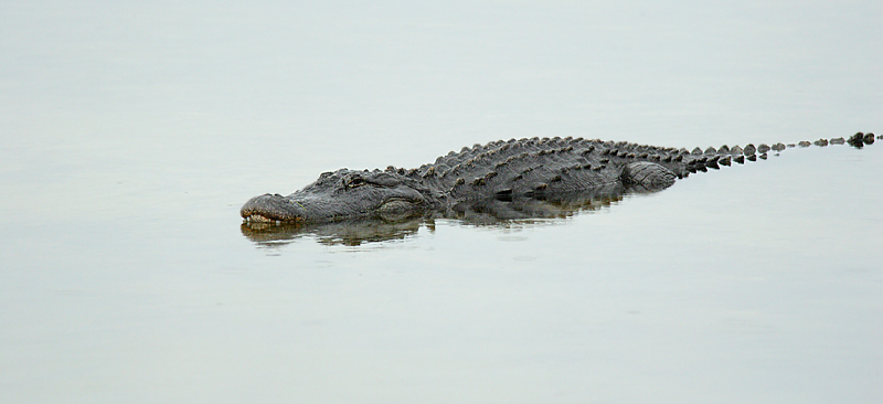 american alligator