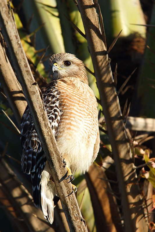 red shouldered hawk