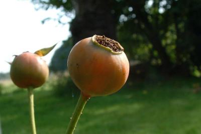 Rose-bud (summer)