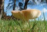 Mushroom on grassfield