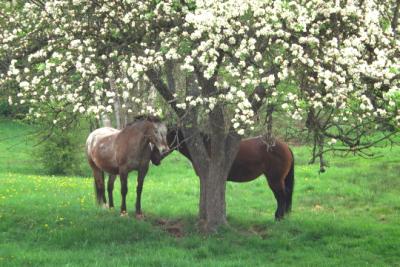 HORSES UNDER FLOWERING TREE