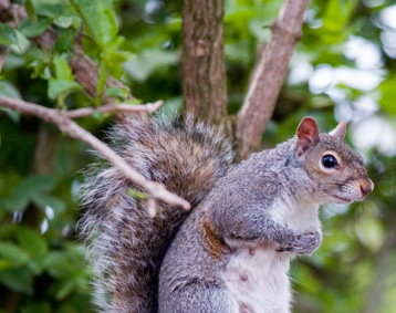 u10/kathgarveyuk/upload/42895436.Cropped_Squirell.jpg