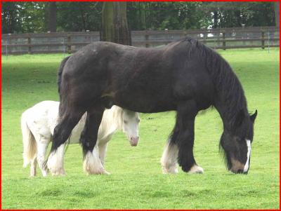 Welsh  cream  pony, and  Shire  horse.