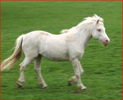 Welsh  cream  pony.