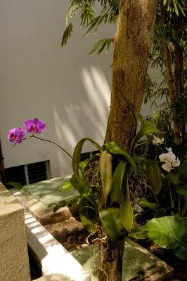 Orchids