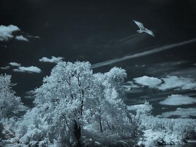 Bird in Infrared