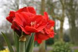 Amsterdam - Keukenhof park