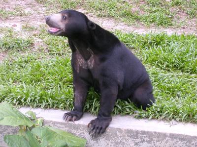 Malayan Sun Bear at Taiping Zoo