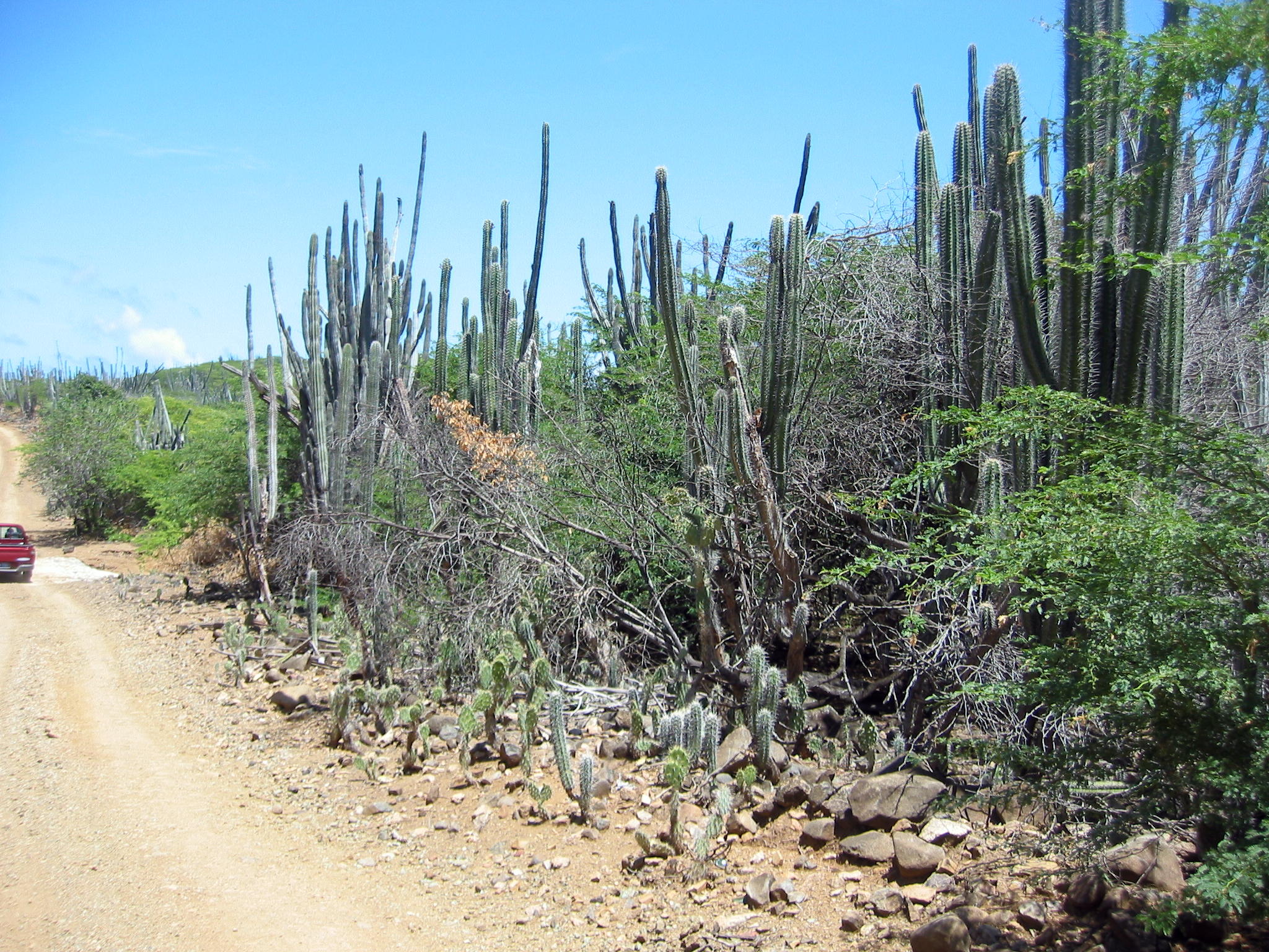 Dusty Road through the Park