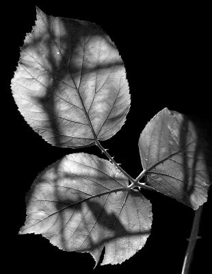 Bramble Leaves by Jono Slack
