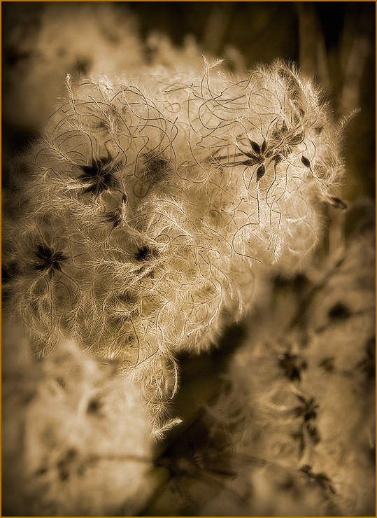 Old Mans Beard (Clematis vitalba) by Quentin Bargate
