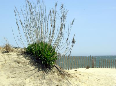 Beach Plant