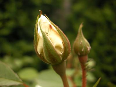 If you look closely, you can see little bugs on the bud