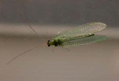 Green Lacewing