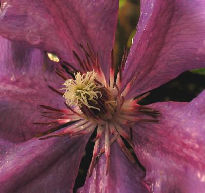 Clematis
