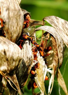 Bugs on Milkweed.JPG