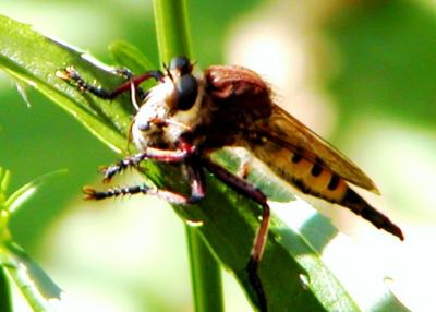 Robber Fly.JPG