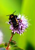 Bumble Bee.JPG