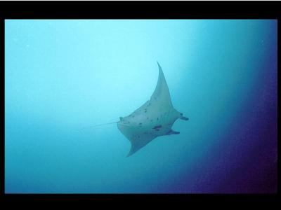 manta