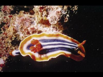 naked slug