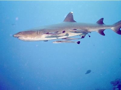 sharks