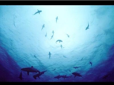 a pod of sharks