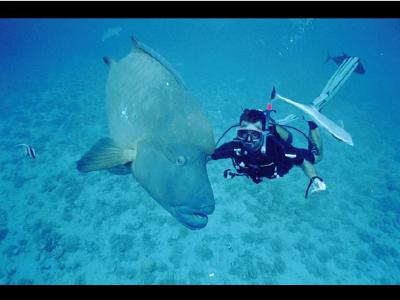 Diving memories