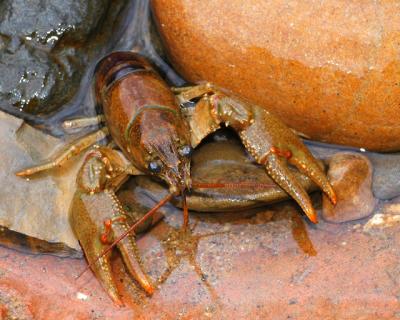 Crawfish at Shenandoah River