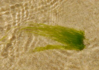 u10/kzaret/medium/37948300.Seaweedflow.jpg