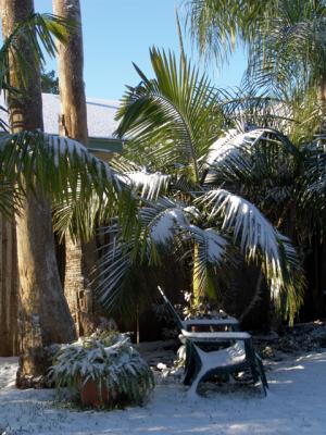 Christmas Snowfall IN Brownsville, Texas