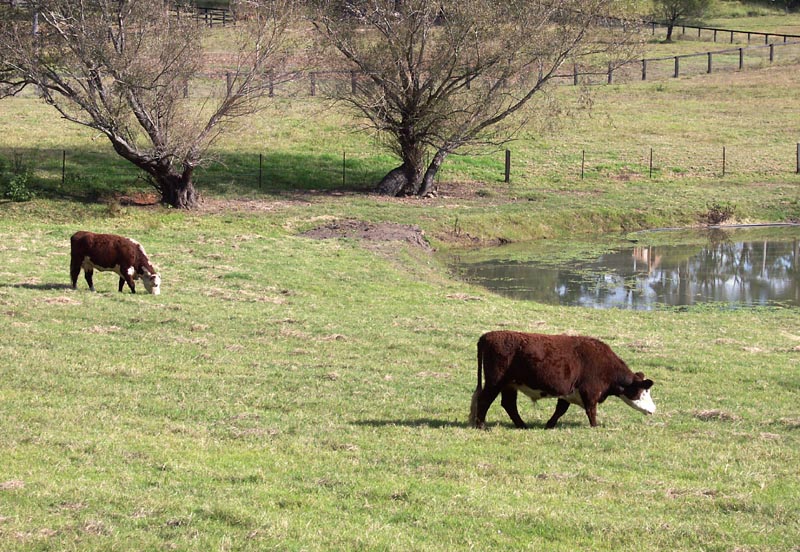 Farmland near Ebenezer church
