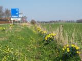 Flowers along the Road