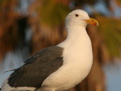 Western Gull