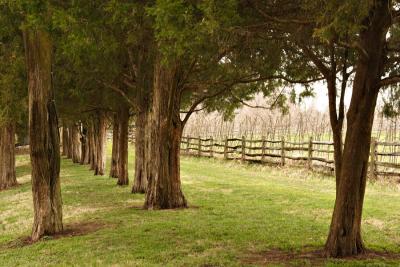 Orchard