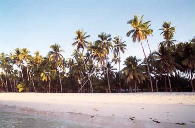 White sands and coco trees