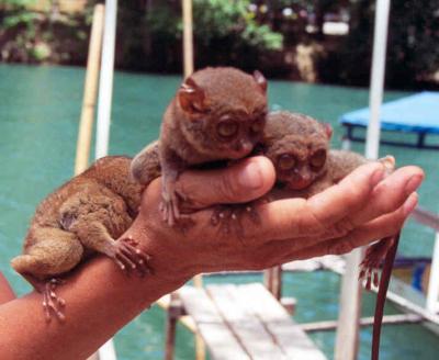 Handful of tarsiers