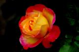 Red and Yellow Bud