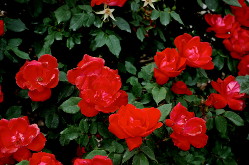 Red Roses