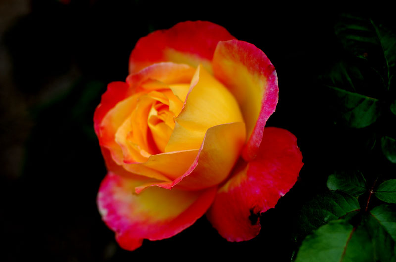 Red and Yellow Bud